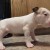 Ruby, English Bull Terrier. Her Boy is Dominic, Candra's youngest child. Ruby, English Bull Terrier. Her Boy is Dominic, Candra's youngest child.