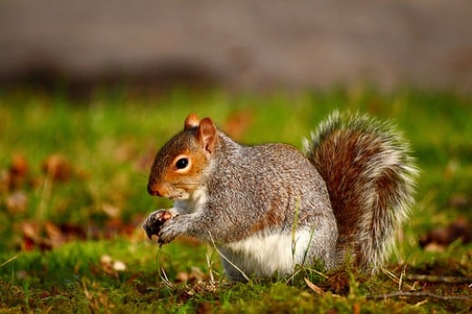 The Squirrel's Habitat and Food Sources