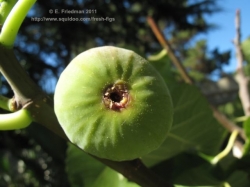 An almost-ripe fig with tip beginning to open.