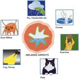 There are many variables that can trigger asthmatic symptoms.