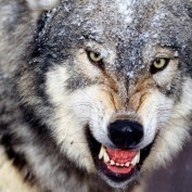 SHARP TEETH profile image