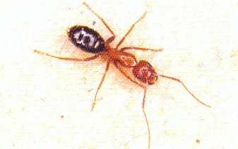 "      “As a thinker and planner the ant is the equal of any savage race of men; as a self-educated specialist in several arts she is the superior of any savage race of men; and in one or two high mental qualities she is above the reach of any man, s