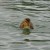 Turbo swimming to me!!!! ... ok well, mama duck is somewhere close. Turbo swimming to me!!!! ... ok well, mama duck is somewhere close.