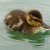 'Live ducky! You're the one!' 'Live ducky! You're the one!'