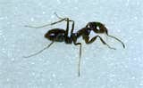 "Ants never sleep." -- Ralph Waldo Emerson