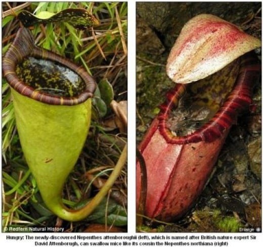 Nepenthes attenboroughii: The Local Pitcher Plant of Palawan