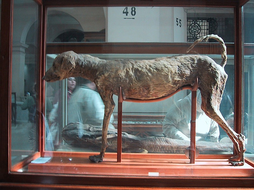 Mummified Egyptian Dog