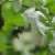 Flower to bee Flower to bee