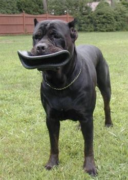 How To Train And Love A Cane Corso Pethelpful