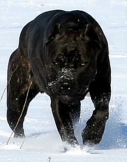 How To Train And Love A Cane Corso Pethelpful