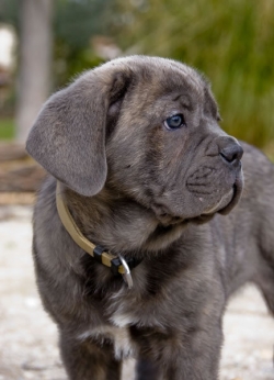 How To Train And Love A Cane Corso Pethelpful