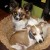 Lily the Papillon and Lucy the Italian Greyhound Lily the Papillon and Lucy the Italian Greyhound