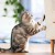 Sox the marble bengal Sox the marble bengal