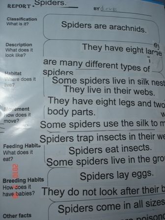 The children then cut and sorted a simple information text on spiders.