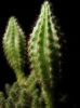 The Exploding Cactus | HubPages