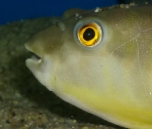 How to Keep a Fahaka Puffer How to Keep a Fahaka Puffer