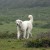 Anatolian Shepherd Anatolian Shepherd