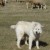 Great Pyrenees Great Pyrenees