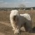 Komondor Komondor