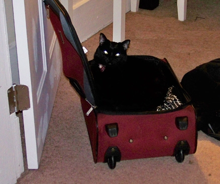 Mia in a suitcase