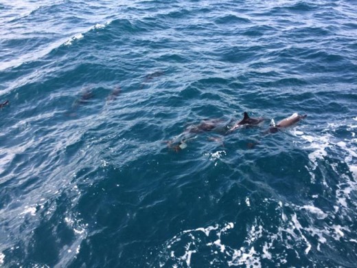 Dolphins in the bay!