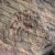 Mesolithic rock painting Mesolithic rock painting