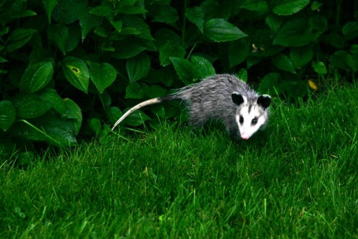 Animals in Our Garden deedsphotos