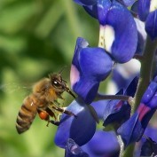 Bee Happy profile image
