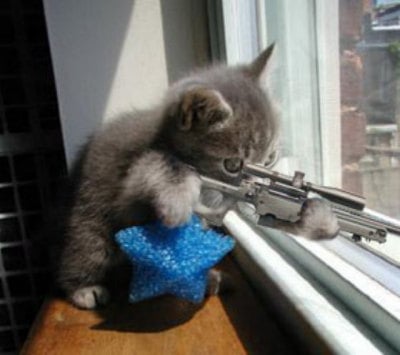 Kittens with Guns for Macho Guys