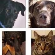 Multiple Pets profile image
