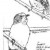 Norfolk Island Gerygone Norfolk Island Gerygone