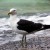 A Black-backed or Kelp gull on Hobbs Beach A Black-backed or Kelp gull on Hobbs Beach