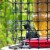 A tui peeks around the feeder at Tiritiri Matangi information centre A tui peeks around the feeder at Tiritiri Matangi information centre