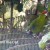 Red-crowned Parakeet (kakariki) Red-crowned Parakeet (kakariki)