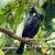 Tui sitting a tree. Tui sitting a tree.