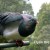 Kereru (Native Woodpigeon) Kereru (Native Woodpigeon)