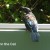 A tui sitting on the water trough outside the information centre A tui sitting on the water trough outside the information centre