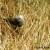 Whitehead down in the grass, up behind the Kawerau track Whitehead down in the grass, up behind the Kawerau track