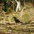 North island robin up behind the Kawerau track North island robin up behind the Kawerau track