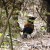 Saddleback (tieke) on forest floor Saddleback (tieke) on forest floor