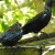 Tuis drinking from the water trough, Wattle track Tuis drinking from the water trough, Wattle track