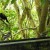 Tui and two female Stitchbirds (hihi) on the Wattle track bird bath Tui and two female Stitchbirds (hihi) on the Wattle track bird bath