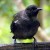 Juvenile tui drinking from the Wattle track bird bath. Juvenile tui drinking from the Wattle track bird bath.