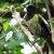 Male stitchbird, Kawerau track feeder Male stitchbird, Kawerau track feeder