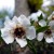 Manuka flowers along the Wattle track Manuka flowers along the Wattle track