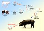 reproductive cloning