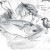Bream, Spidercrab, half a gull and little egret Bream, Spidercrab, half a gull and little egret