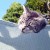 Aaaand her she's pulling her 'please rescue me! oh hello, nice family, I will lie here and purr at you now!' Aaaand her she's pulling her 'please rescue me! oh hello, nice family, I will lie here and purr at you now!'