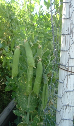 Maxigolt Peas April 2009 on chickenwire trellis