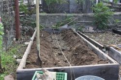 A trench along the trellis line filled with rabbit manure